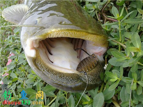 大鲶鱼