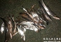鸭河水库使用蝮蛇米诺挑水皮路亚翘嘴