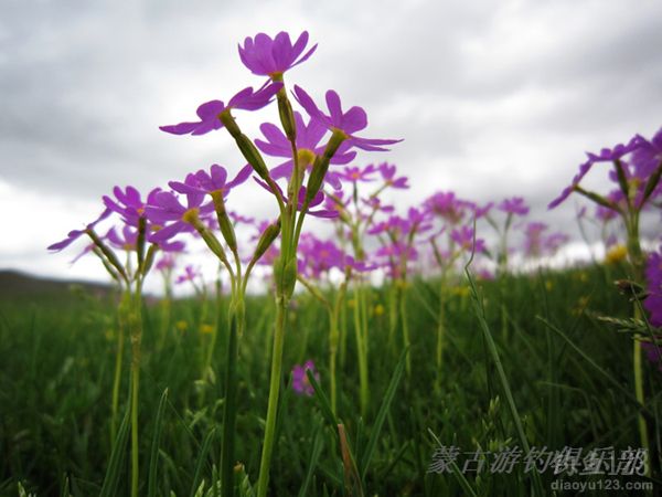 蒙古河道