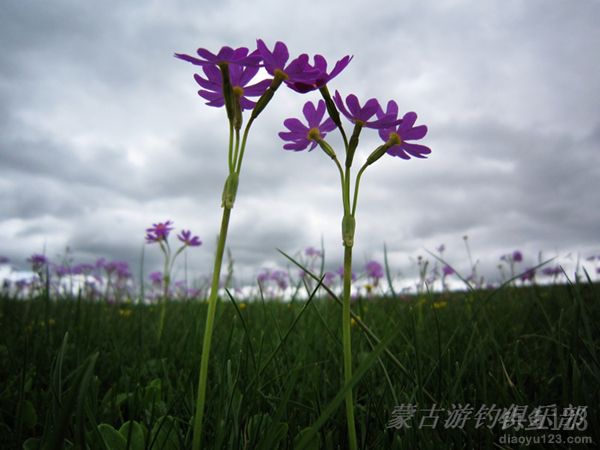 蒙古河道