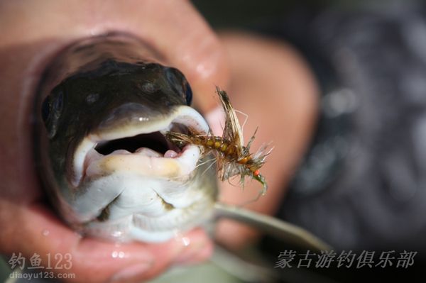 细鳞鲑