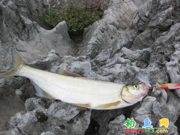 万峰湖路亚的翘嘴?