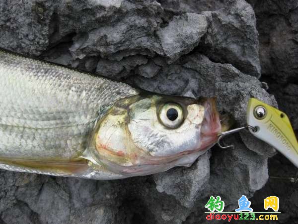万峰湖路亚翘嘴