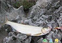 万峰湖路亚翘嘴鲌