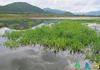 泰国野生水域路亚斩获巨多曼