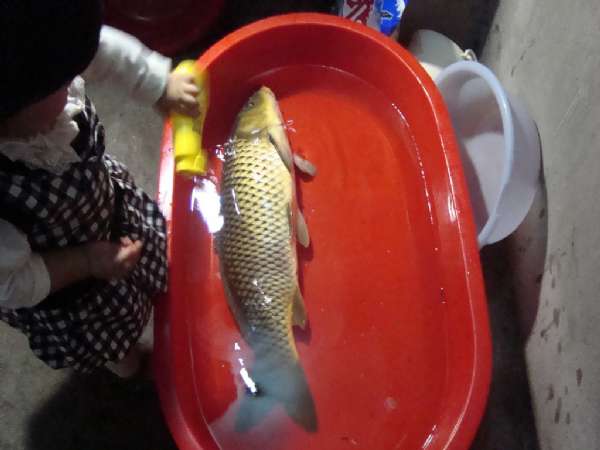 钓获大鲤鱼