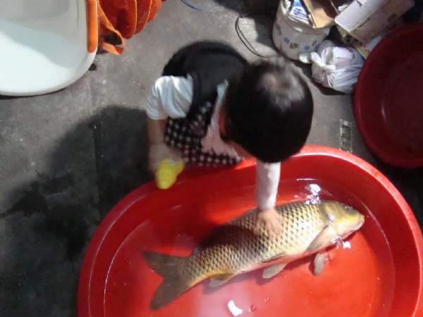 大鲤鱼