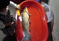 意外钓获大鲤鱼