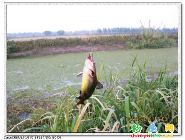 玉带河钓鲤鱼