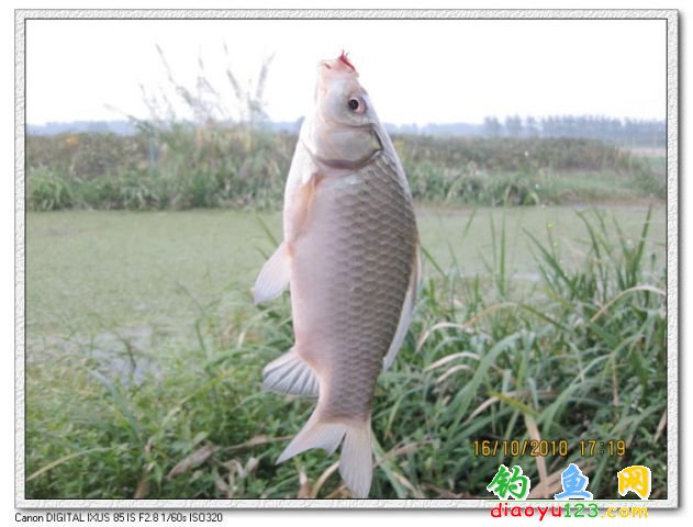 玉带河钓鱼忙