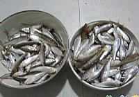 进登水库钓鱼记