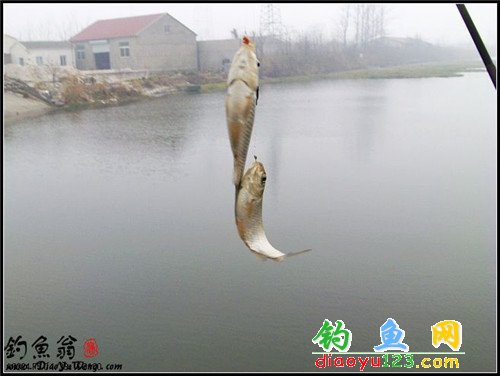 双飞鲫鱼