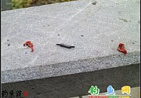 冬季逗拉提钓鲫鱼
