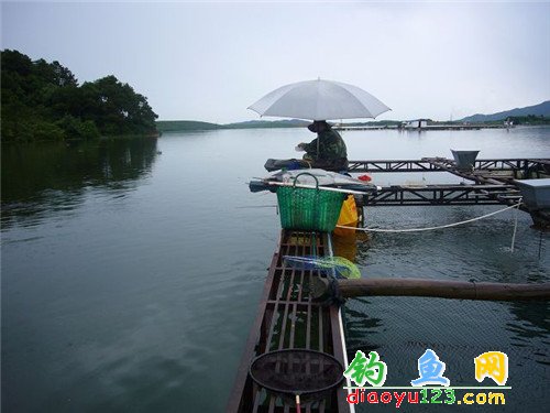 网箱边筏钓