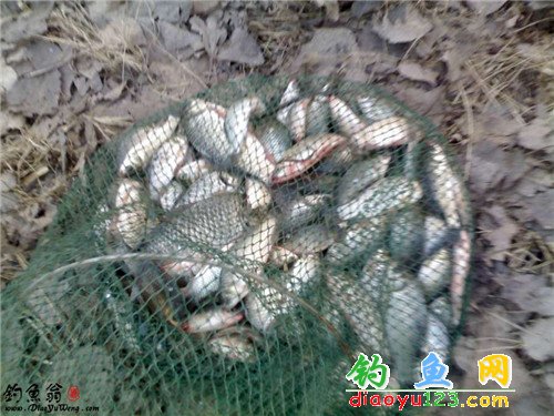 冬季钓鲫鱼
