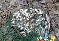 鱼魔道谈冬季如何钓鲫鱼