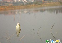 芭蕉湖边冬季钓鲫鱼