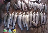 春钓千岛湖收获大翘嘴