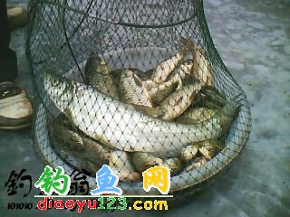 大鲤鱼大鲫鱼