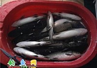 春钓鲁班水库狂上草鱼