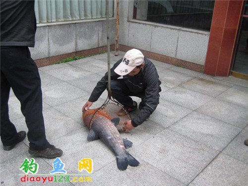 抄网抄大鱼