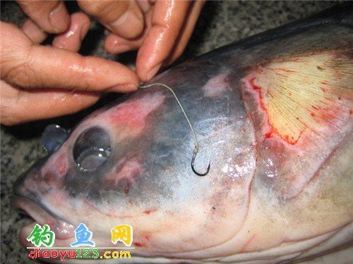 和大青鱼合影