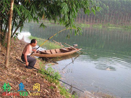 大鲤鱼
