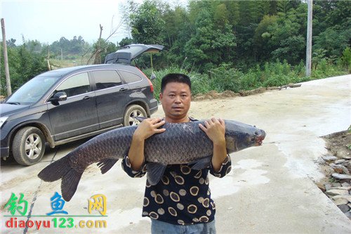 水库钓到大青鱼