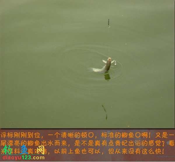 钓鲫鱼