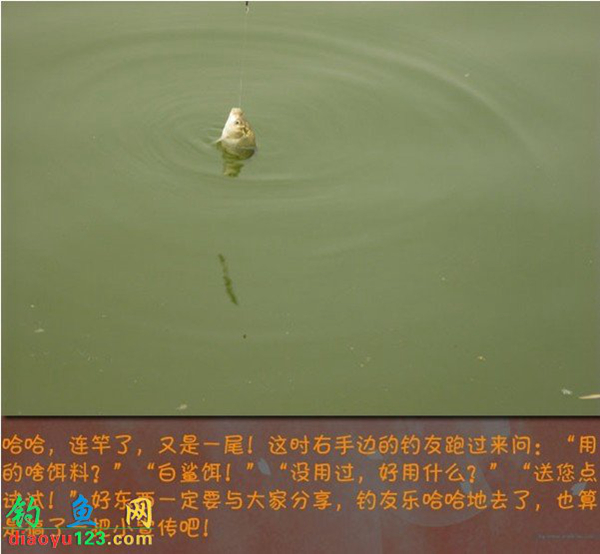 钓鲫鱼
