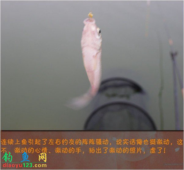 钓鲫鱼