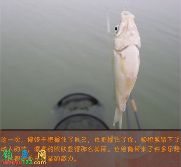 钓鲫鱼