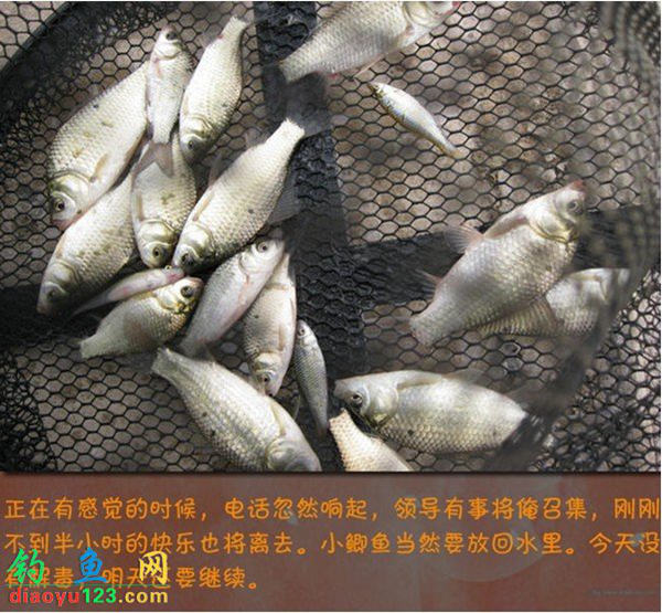 钓鲫鱼