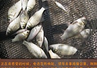 公园爽钓鲫鱼时间不给力