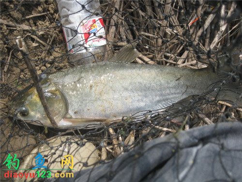 钓鲢鳙