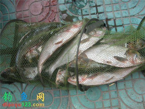 钓鲢鳙鱼技巧