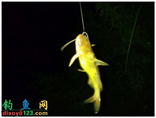 夜钓黄颡
