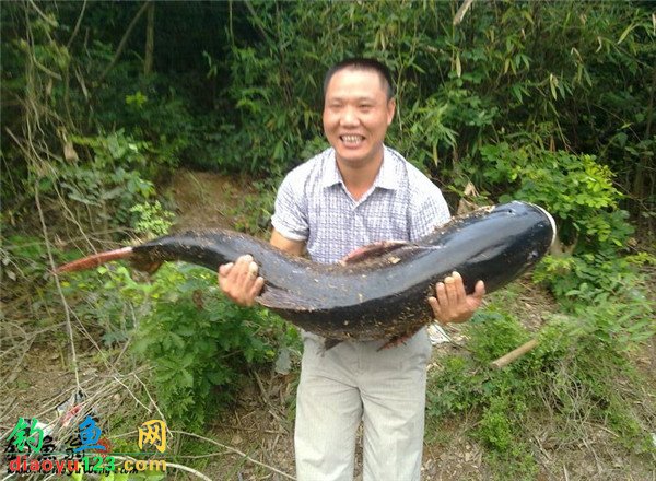 大鲢鱼