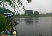 秋季爽钓收费鱼塘,金鲮鱼饵显神威