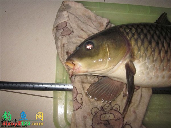 野河钓的大鲤鱼
