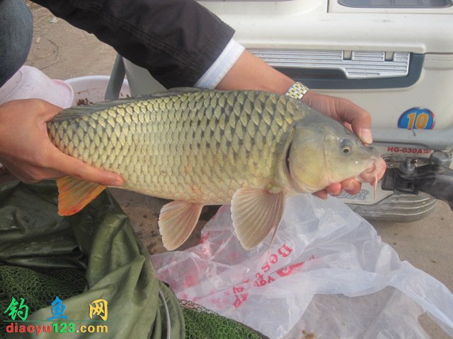 大鲤鱼