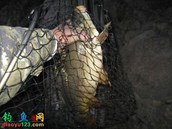 大鲤鱼