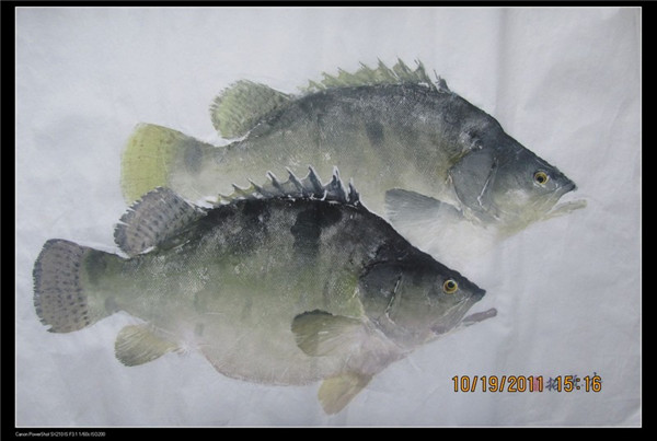 鳜鱼鱼拓