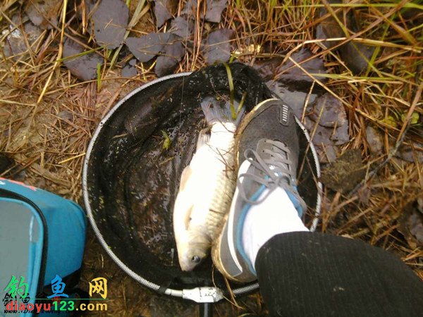 如何钓鲫鱼