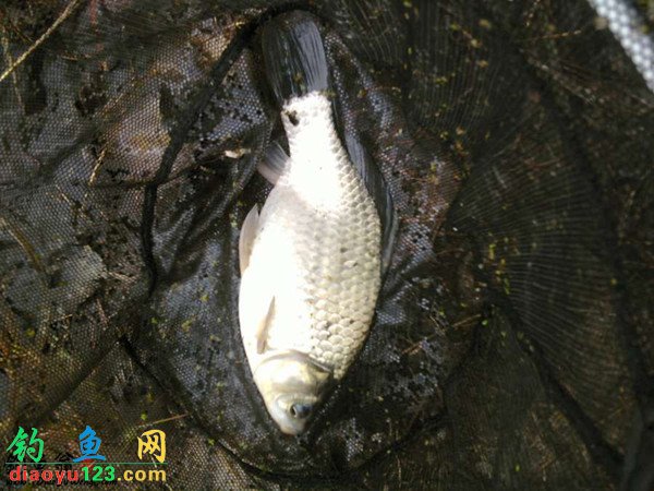 钓大鲫鱼的方法