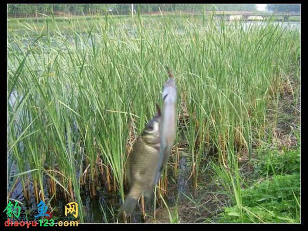 传统钓鲫鱼