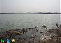 西王水库长竿短线爽钓鲫鱼