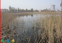 春季垂钓南一塘收获清一色的野生鲫鱼