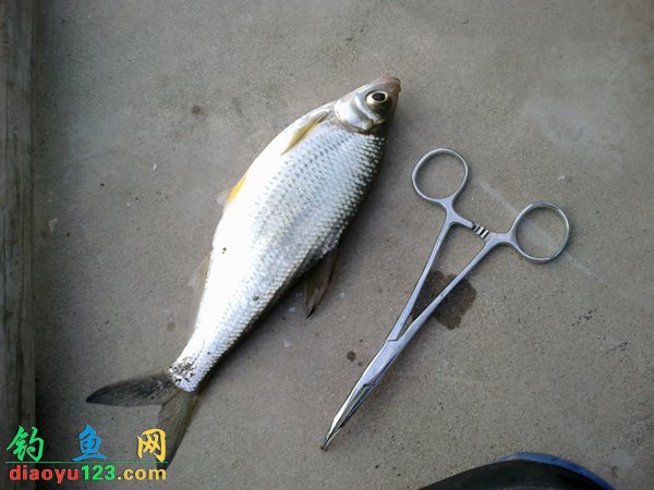 千岛湖钓鲤鱼