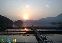 千岛湖筏钓加岸钓